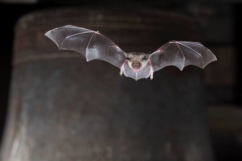 Greater mouse-eared bat