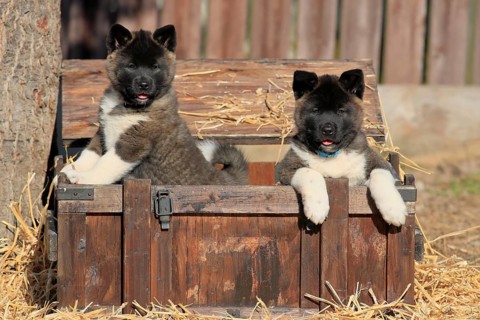 American Akita puppies