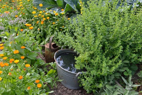 Production of stinging nettle liquid manure