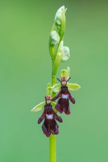 Fly orchid