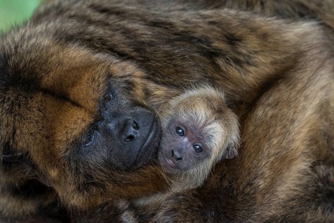 Black Howler