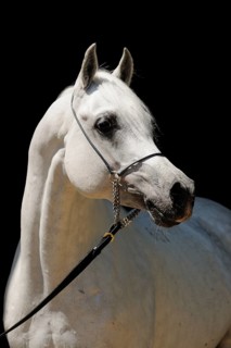 Arabian thoroughbred