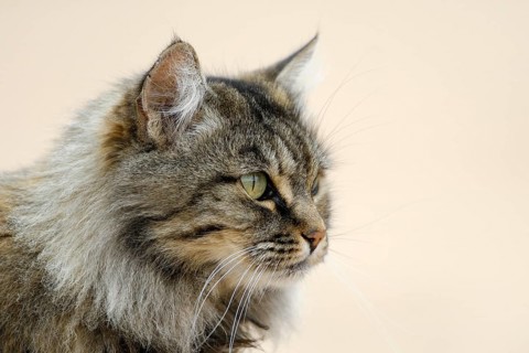 Norwegian Forest Cat