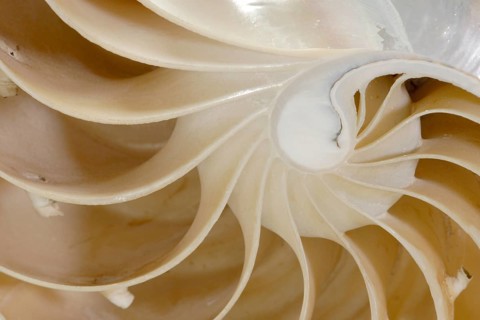 Nautilus