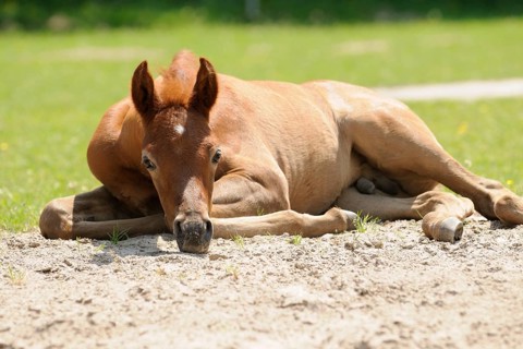 Arabian thoroughbred