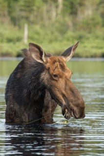 American elk