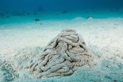 Excretions of a sea cucumber