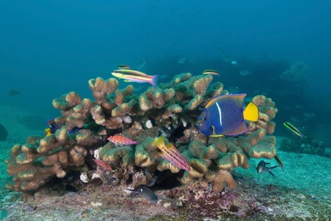 Various coral fishes