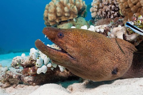 Giant Moray moray