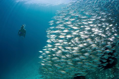 Snorkelers and school of ox-eye mackerel