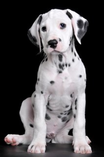 Dalmatian