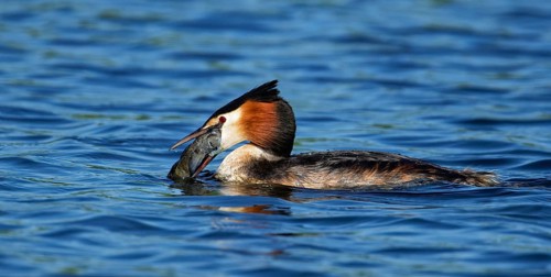 Great crested grebe
