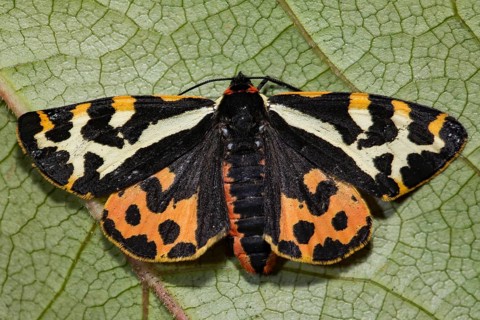 Wood Tiger
