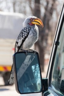 Southern Yellow-billed Hornbill