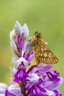 Chequered skipper