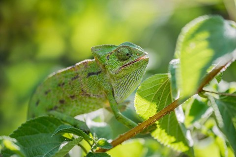 Mediterranean chameleon