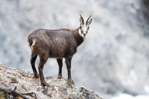 Chamois