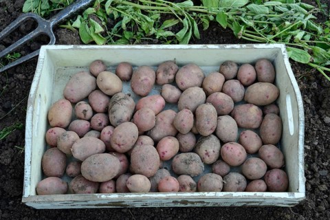 Potatoes