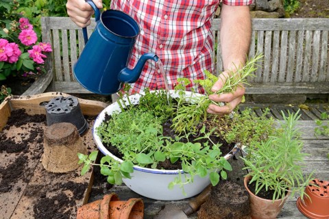 Planting of plant pots with herbs