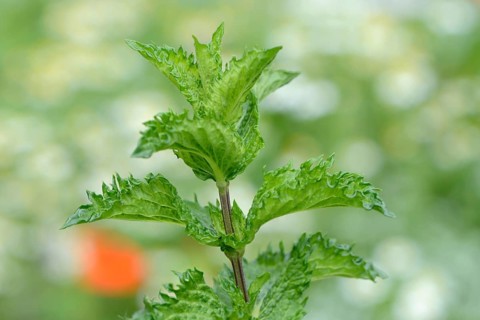Nane Peppermint