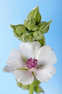 Althaea officinalis