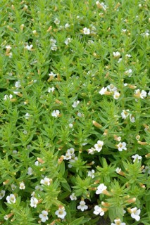 Common hedgehyssop