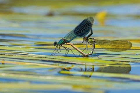 Banded demoiselles