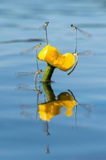 White-legged damselflies