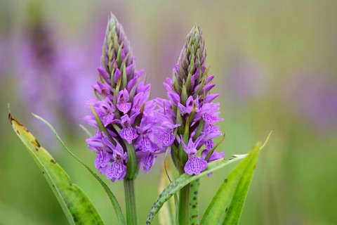 Southern marsh orchid