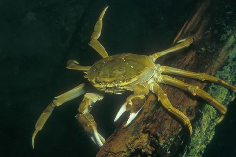 Chinese mitten crab
