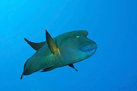Napoleon Humpback Wrasse