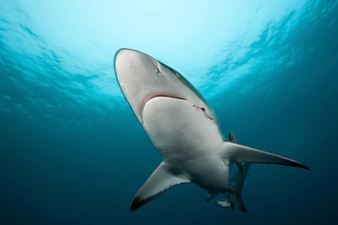 Blacktip Shark
