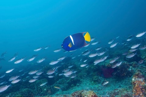 King angelfish
