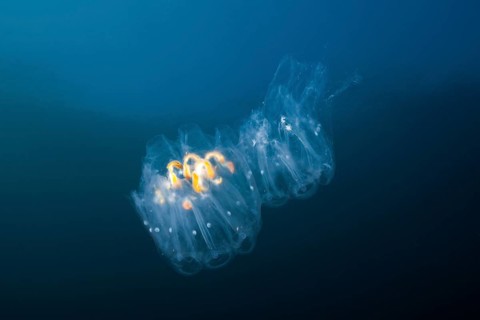 Salpid colony