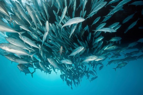 Shoal of bigeye spiny dogfish