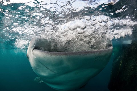 Feeding whale shark