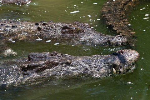 Saltwater crocodile