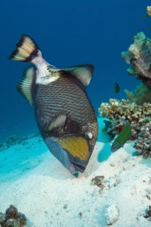 Titan triggerfish