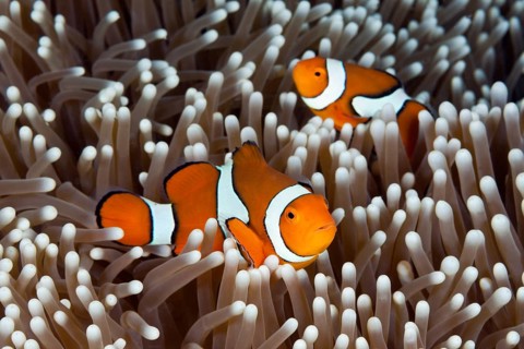 True clown anemonefish