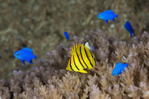 Juvenile eight-banded butterflyfish and blue sapphire demoiselles