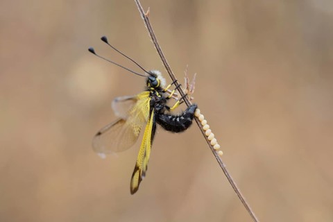 Cretan butterfly shad