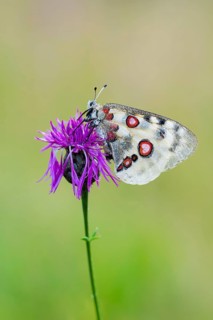 Red Apollo butterfly female
