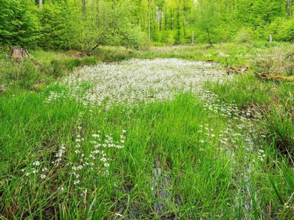 Small kettle moor