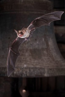 Greater mouse-eared bat