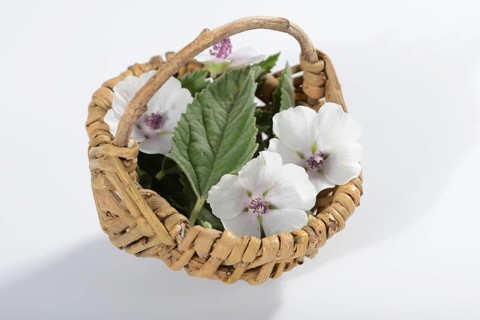 Althaea officinalis
