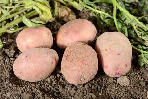 Potatoes