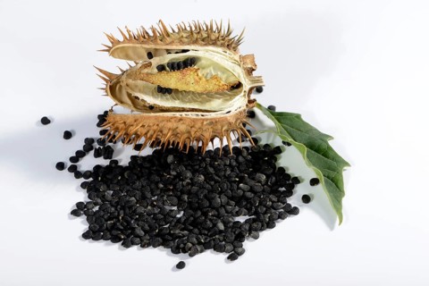 Jimson Weed e