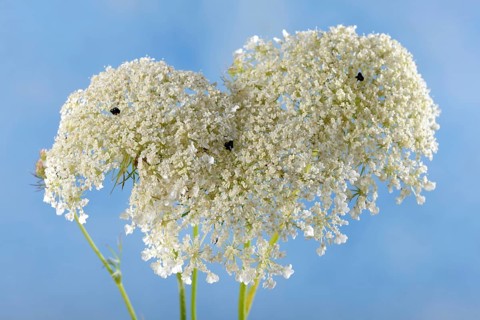 Wild carrot