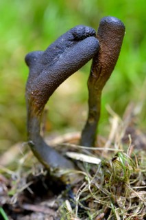 Dead man's fingers