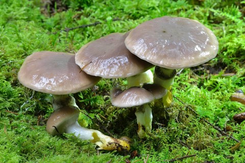 Slimy spike-cap